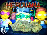 Herijuana: strain page photo, credit seedfinder.eu, copyright status shown with credit copyright unverified