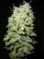 Herijuana: strain page photo, credit seedfinder.eu, copyright status shown with credit copyright unverified