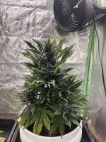 Automatic Black Cherry Kush archive 1