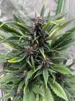 Automatic Black Cherry Kush