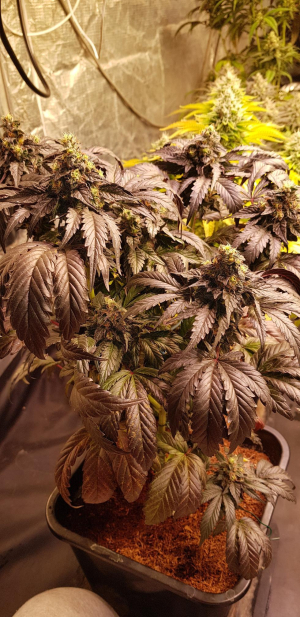 An image of Devil's Gelato