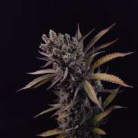 An image of Chocolate Haze