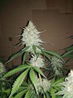 An image of Pure Amnesia