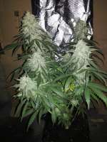 An image of Pure Amnesia