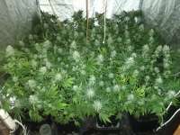 Critical Mass: strain page photo, credit seedfinder.eu, copyright status shown with credit copyright unverified