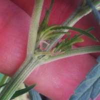 Early Queen archive 3