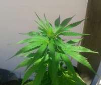 Early Queen archive 2