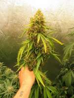 G13 Haze: strain page photo, credit seedfinder.eu, copyright status shown with credit copyright unverified