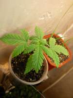 An image of G13 Haze