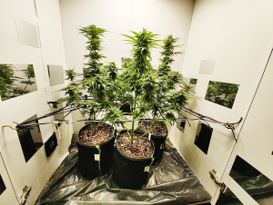 An image of G13 Skunk