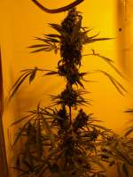 Mango Haze: strain page photo, credit seedfinder.eu, copyright status shown with credit copyright unverified