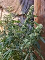 An image of NL5 x Haze