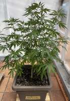 An image of NL5 x Haze