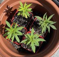 An image of NL5 x Haze