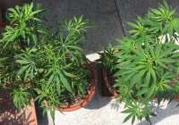 An image of NL5 x Haze
