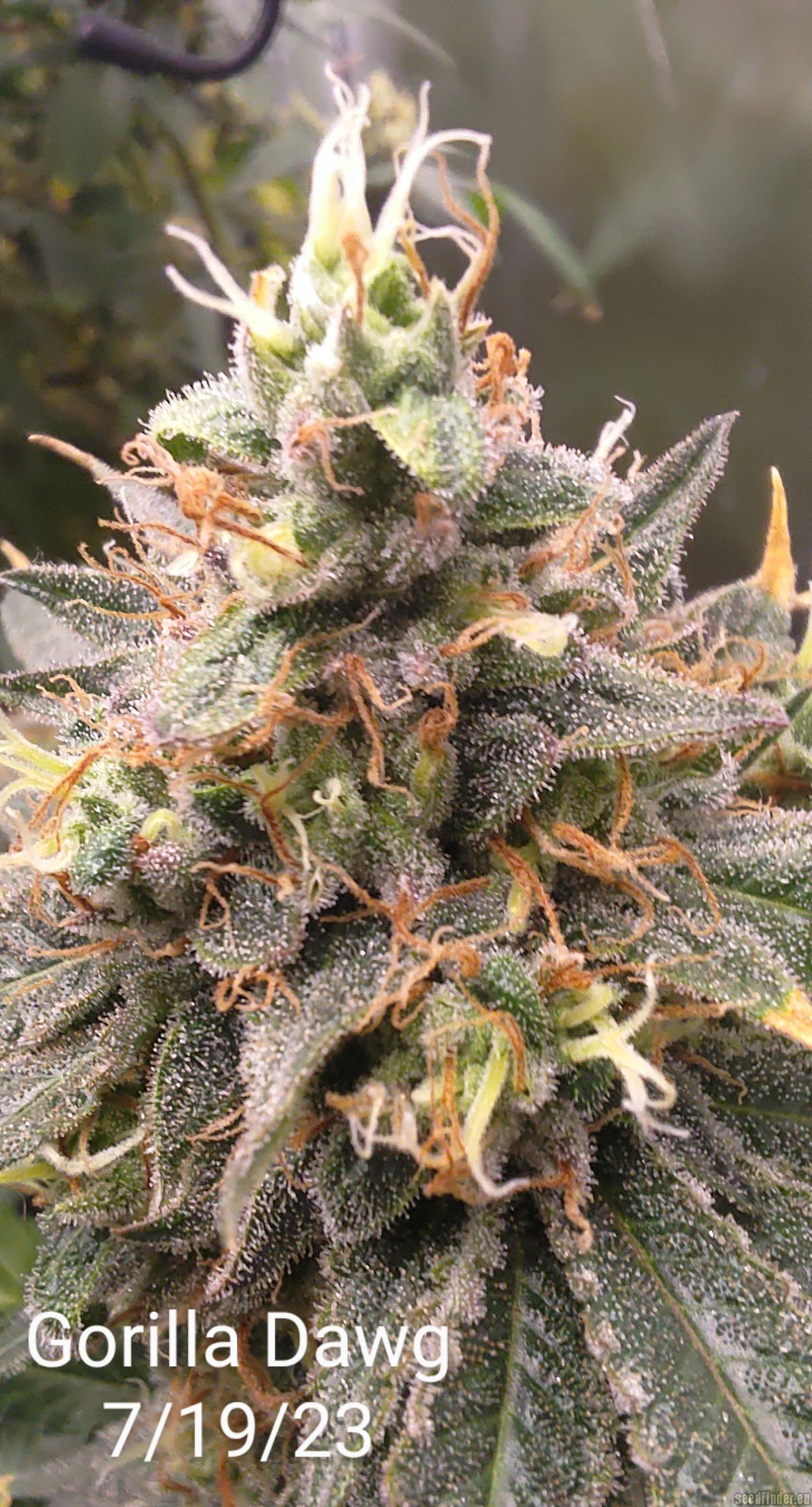 Gorilla Dawg flowering cannabis, as labeled by the cited photo source