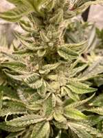 Unbroken Chain archive 1