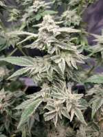 Unbroken Chain archive 2