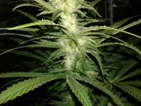 Sour Kush: strain page photo, credit seedfinder.eu, copyright status shown with credit copyright unverified