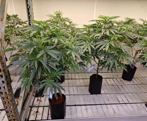 An image of Jilly Bean Black Cherry
