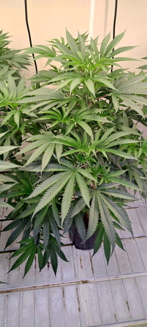 An image of Jilly Bean Black Cherry