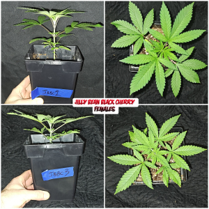 Jilly Bean Black Cherry archive 1