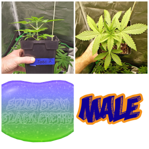 Jilly Bean Black Cherry archive 2