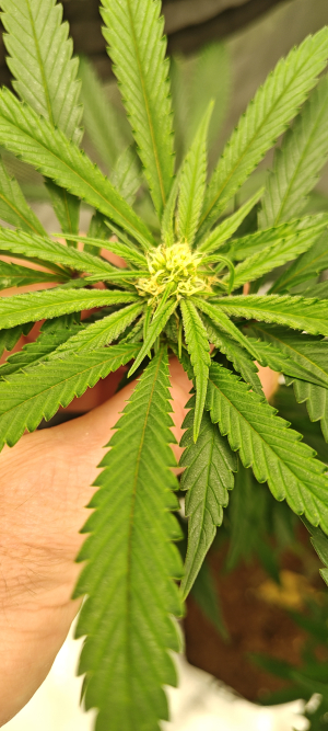 An image of Jilly Bean Black Cherry