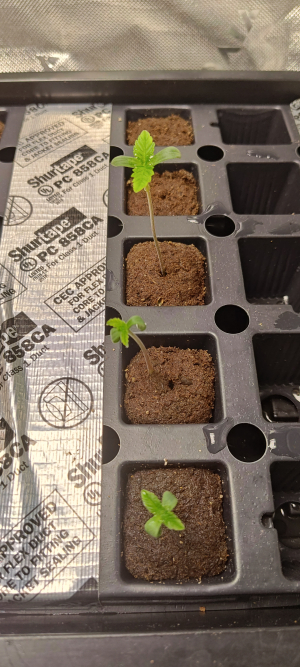 Jilly Bean Black Cherry