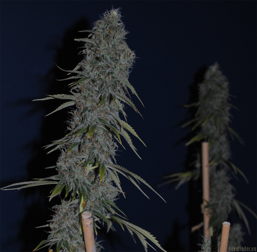 Time Wreck flowering cannabis, as labeled by the cited photo source