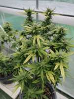 An image of Logan OG