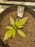 An image of Orange Cake Auto