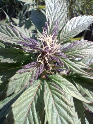 An image of Blazing Sword