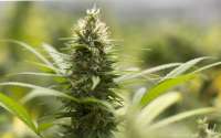 Jack Herer: strain page photo, credit seedfinder.eu, copyright status shown with credit copyright unverified