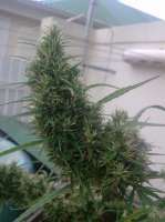 Lemon Skunk: strain page photo, credit seedfinder.eu, copyright status shown with credit copyright unverified