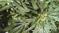 An image of Pauls Purple Cookies