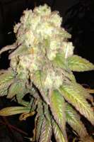 An image of Purple Berry Playboy