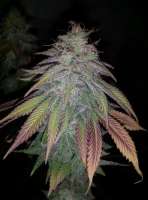An image of Purple Berry Playboy