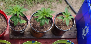An image of Santa Marta Colombian Gold