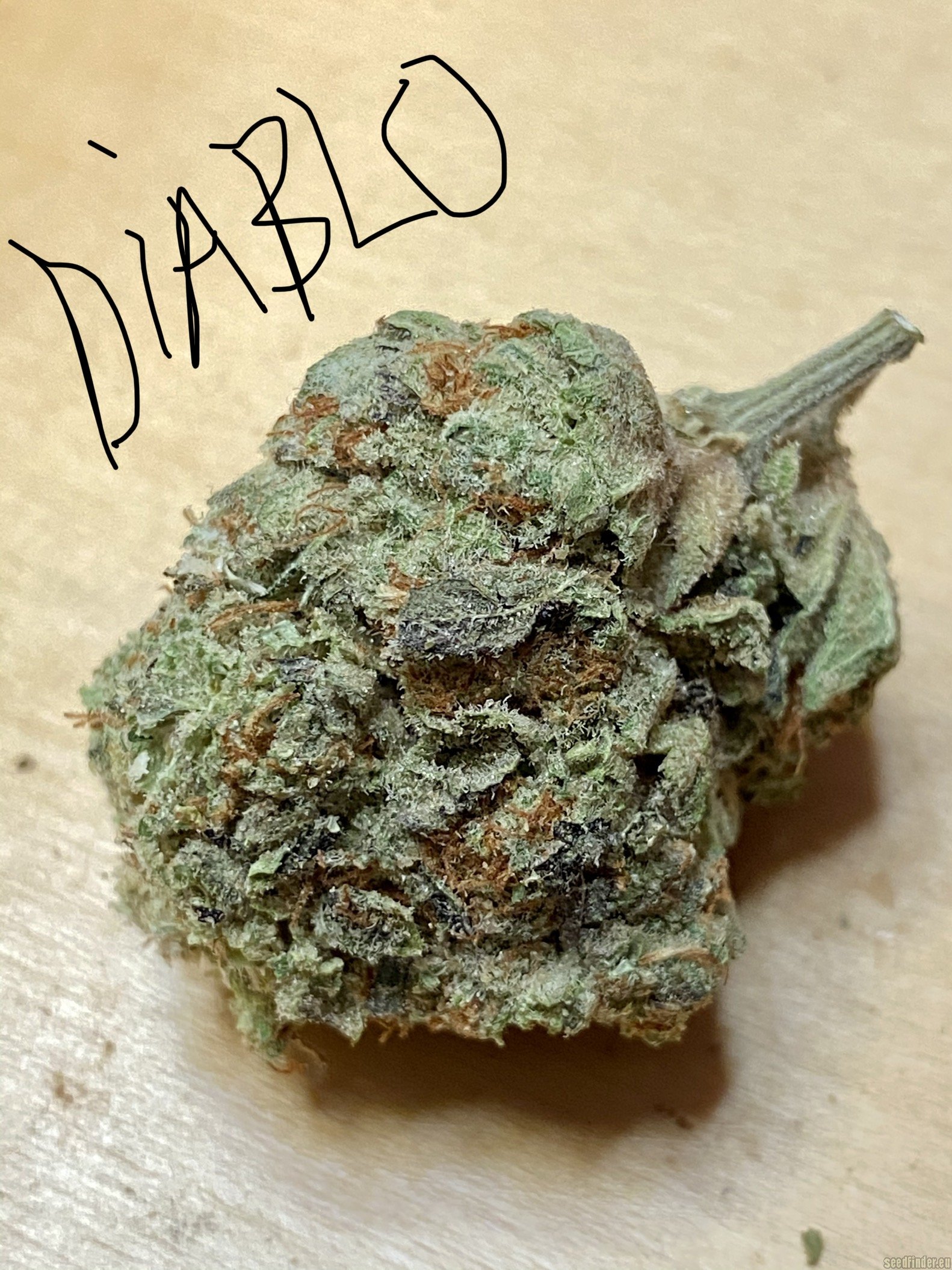 Diablo flower, as labeled by the cited photo source