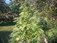 Texada Timewarp F5 archive 4