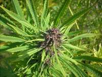 Texada Timewarp F5 archive 2