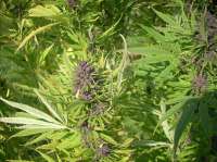 Texada Timewarp F5 archive 1