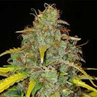 Galaxy Brain archive 2