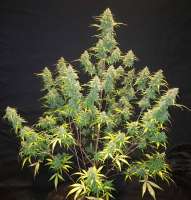 Galaxy Brain archive 3