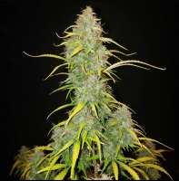 Galaxy Brain archive 1