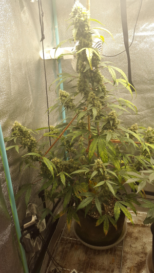 Zamaldelica Express archive 1