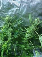 AK-48: strain page photo, credit seedfinder.eu, copyright status shown with credit copyright unverified