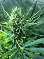 AK-48: strain page photo, credit seedfinder.eu, copyright status shown with credit copyright unverified