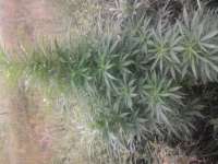 Image #22071707654306380
